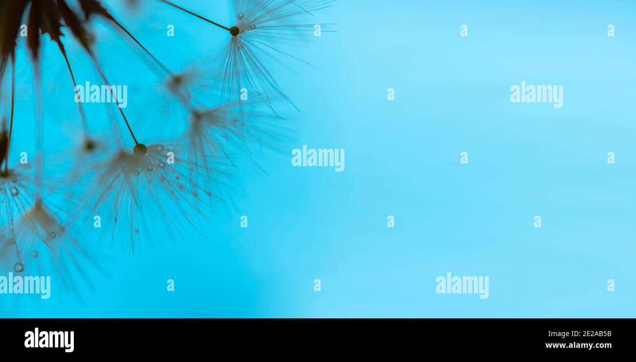 Arrière-plan de la macro pissenlit en bleu. Bannière horizontale naturelle d'été dans des tons frais. Des gouttes de rosée sur des parasols en pissenlit moelleux. Le concept o Banque D'Images