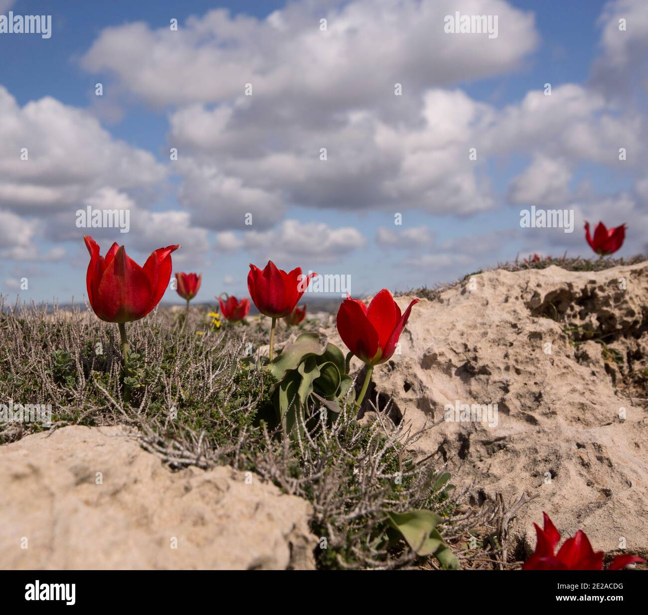 Tulipa agenensis montagne rouge fleurs tulipes. Photographié en Israël en mars Banque D'Images