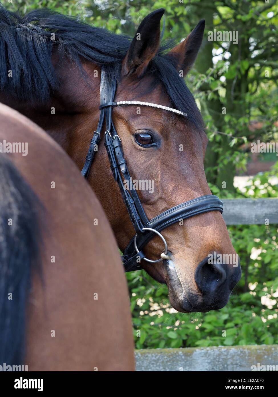 Un joli cheval de baie dans une bride photographiée de l'arrière. Banque D'Images