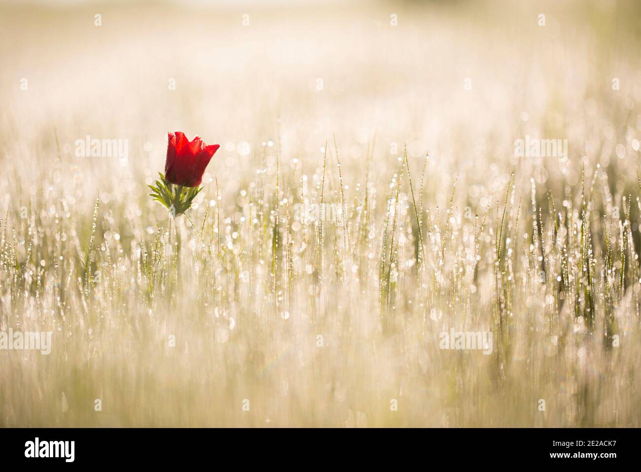 Un bourgeon solitaire d'un coronaria rouge d'Anemone (coquelicot Anemone) dans un champ. Ce joker peut apparaître dans plusieurs couleurs. Principalement rouge, violet, bleu et blanc. P Banque D'Images