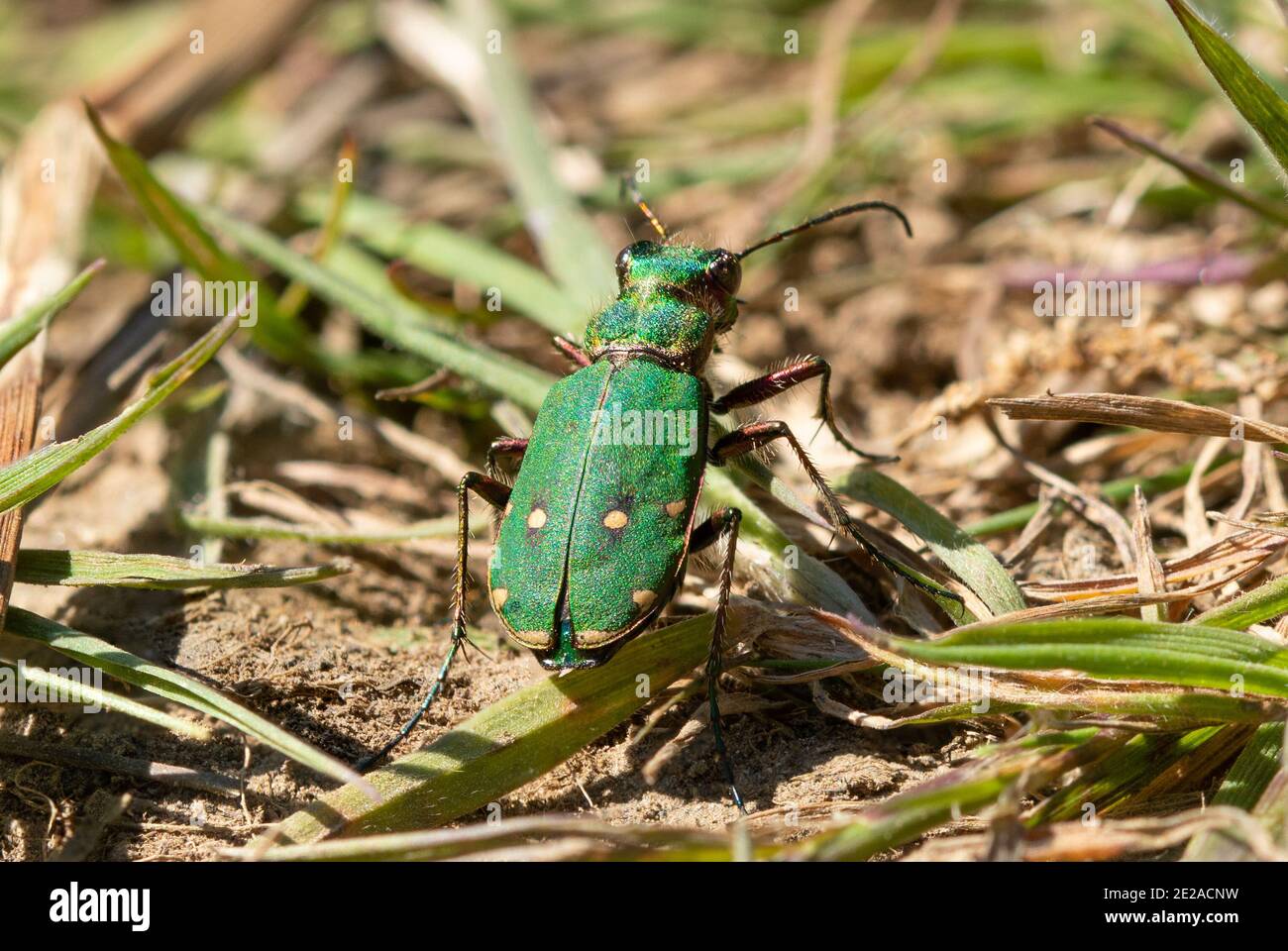 Coléoptère vert du tigre (Cicindela campestris), Royaume-Uni Banque D'Images