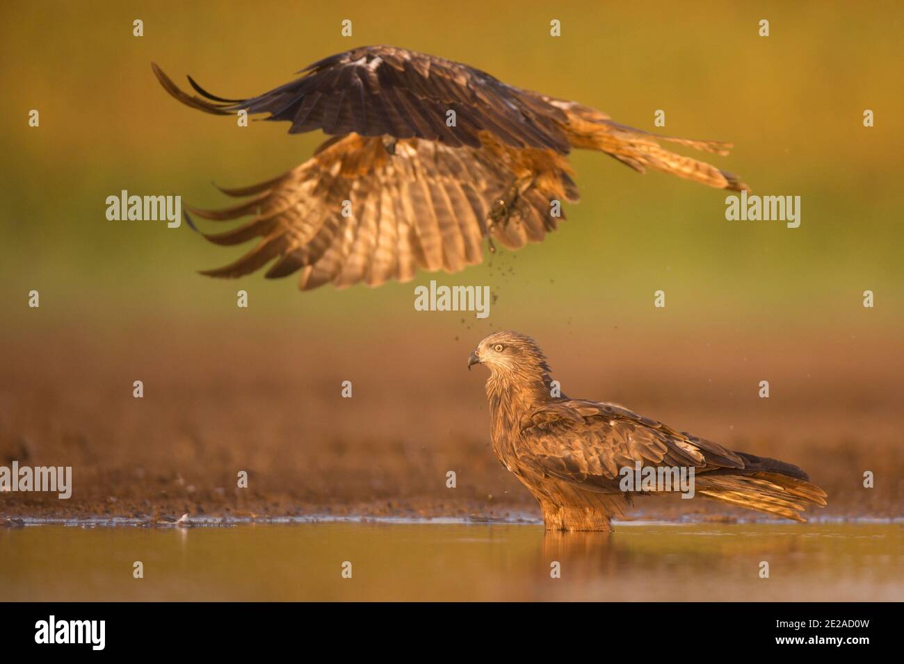 Cerf-volant noir (Milvus migrans) photographié en vol à la réserve naturelle d'Ein Afek, Israël, en octobre Banque D'Images