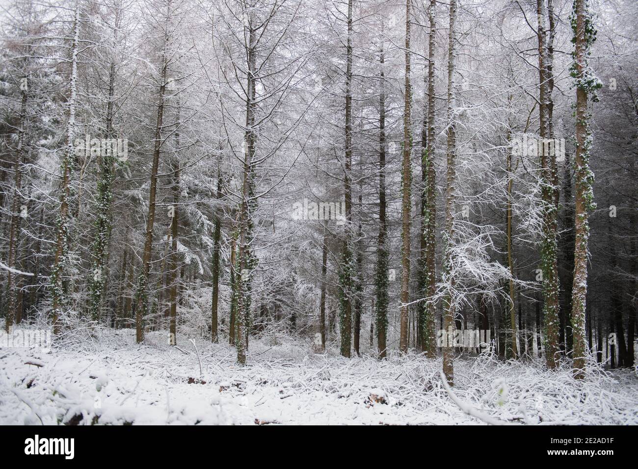 Laques européennes à feuilles caduques (Larix decidua) couvertes de neige dans une forêt du Devon rural, Angleterre, Royaume-Uni Banque D'Images