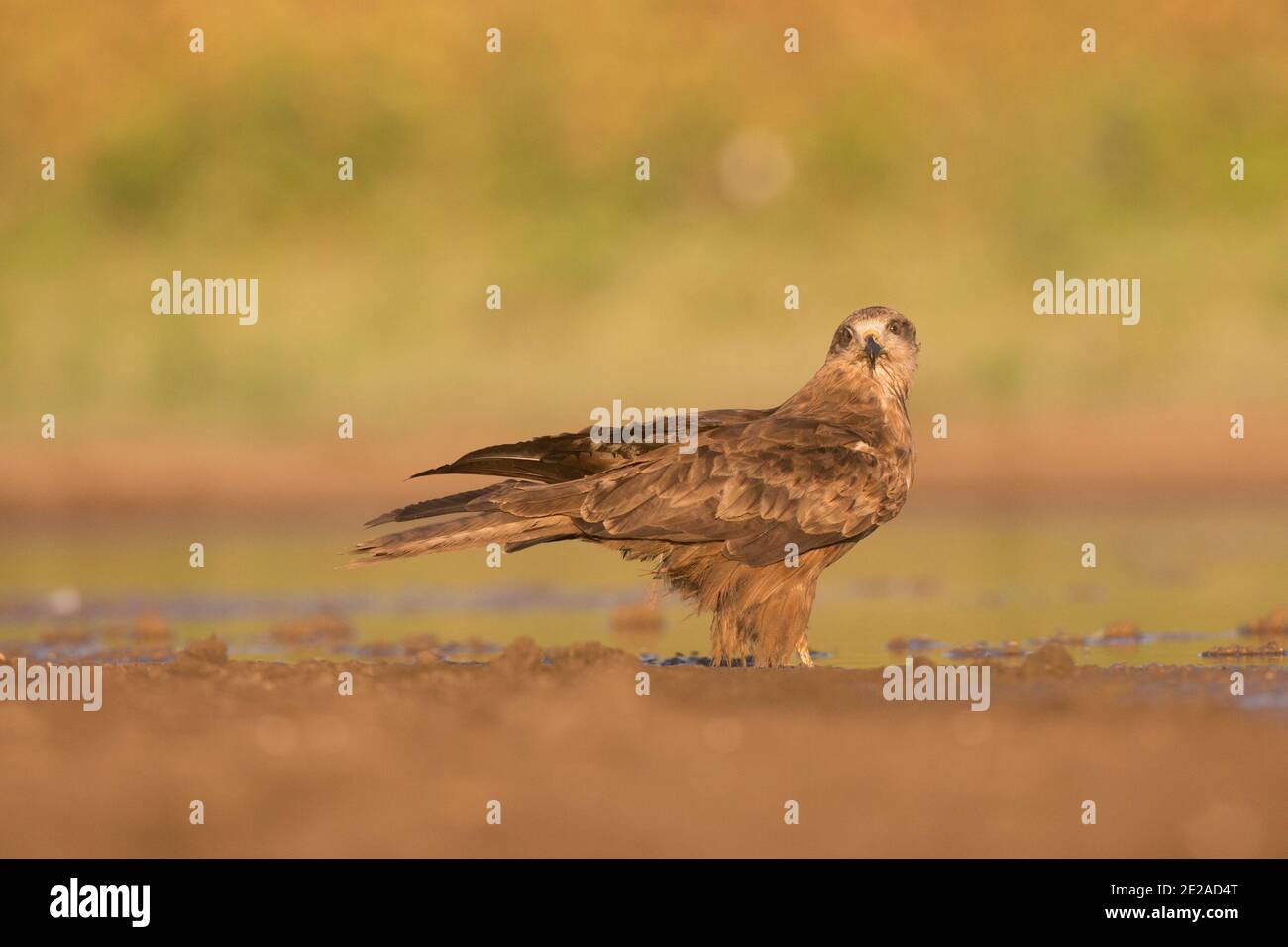 Cerf-volant noir (Milvus Migrans) près de l'eau photographié dans la réserve naturelle d'Ein Afek, Israël, en octobre Banque D'Images