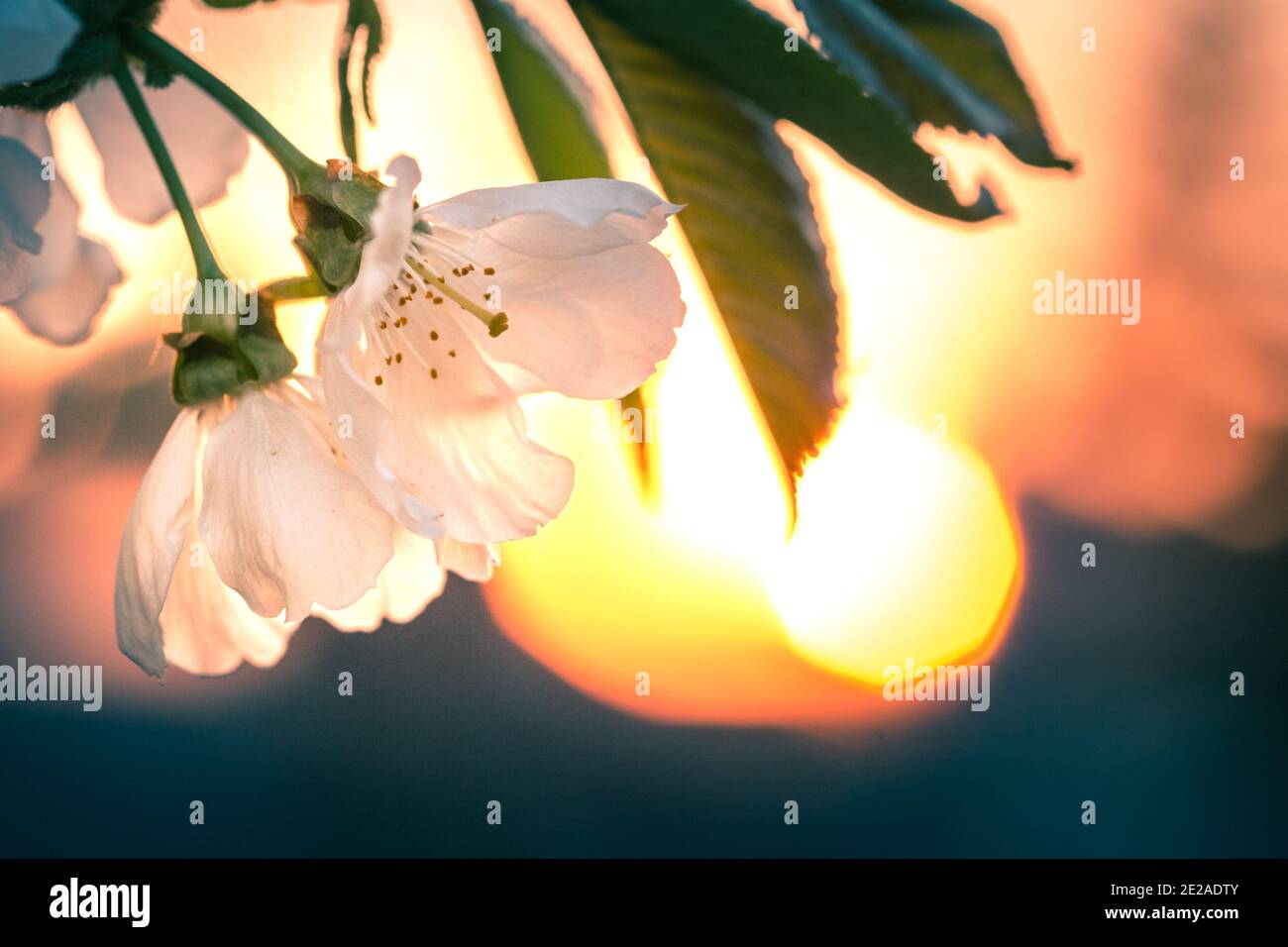 Branche de cerisiers en fleurs sous le coucher du soleil avec éclat dans le arrière-plan Banque D'Images