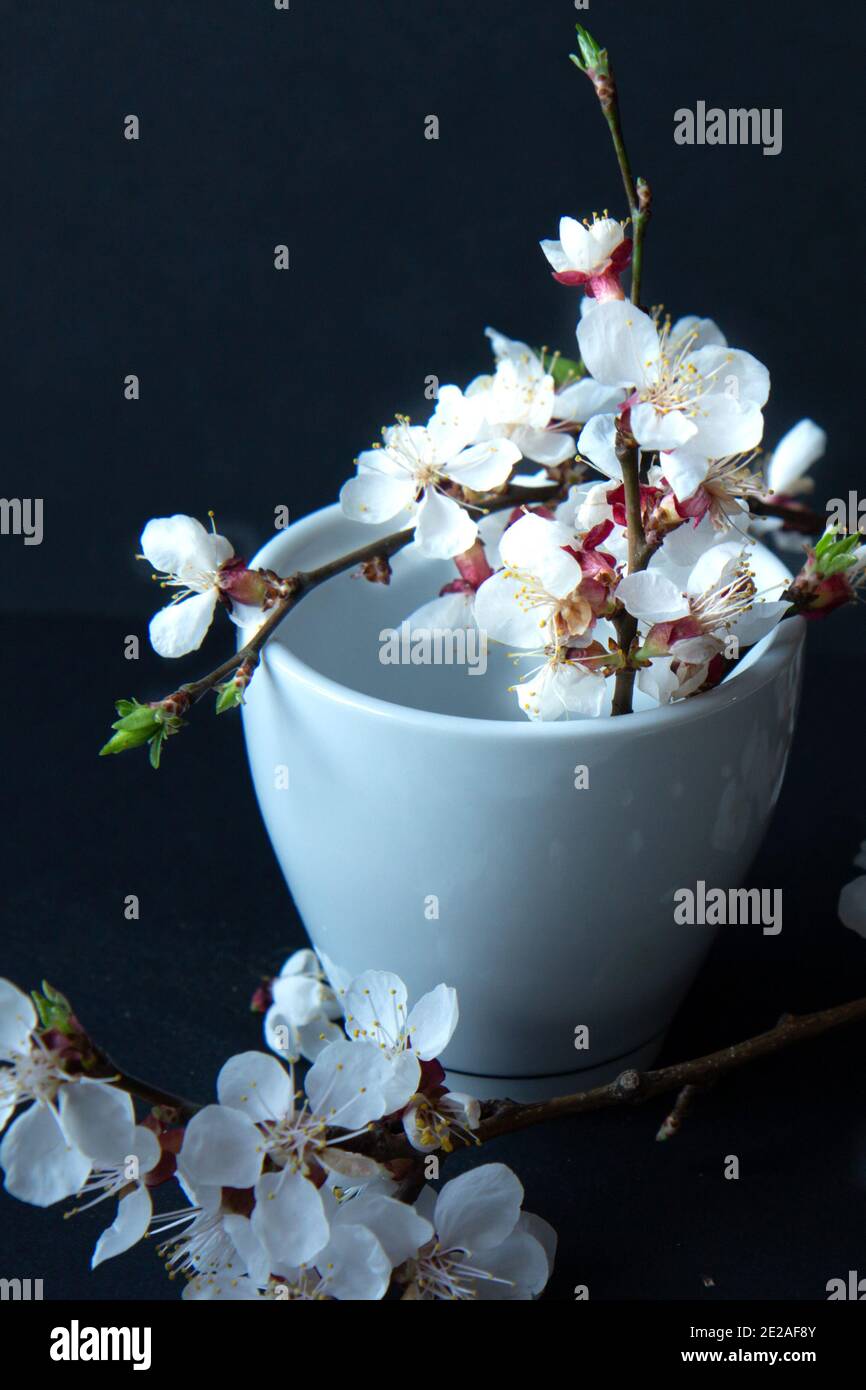Tasse de café blanc et branche fleurie d'abricot sur fond noir. Photographie sombre Banque D'Images