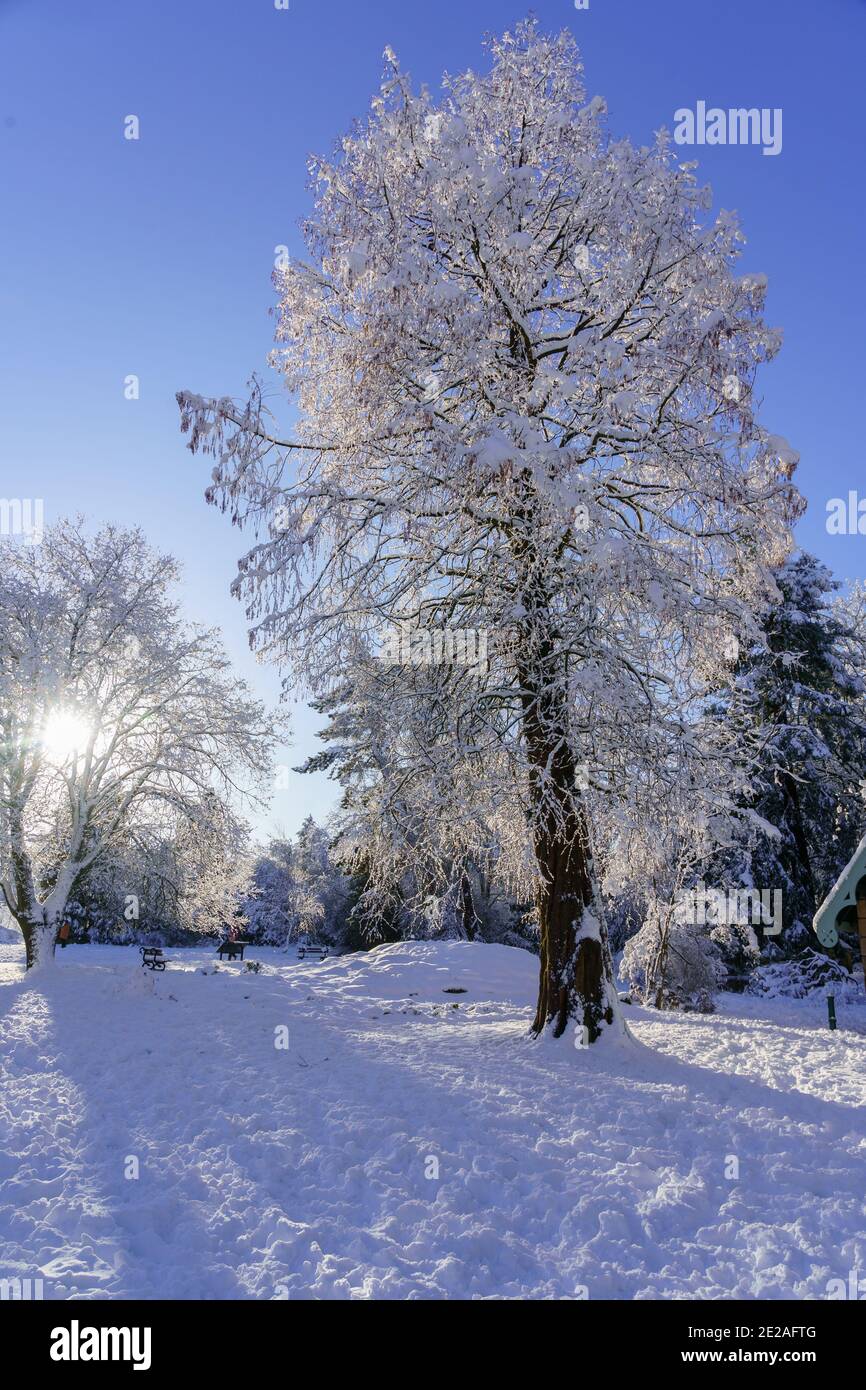 Paysages d'hiver spectaculaires avec arbres enneigés et une spectaculaire rafale de soleil dans les jardins de la vallée, Harrogate, North Yorkshire, Angleterre, Royaume-Uni. Banque D'Images