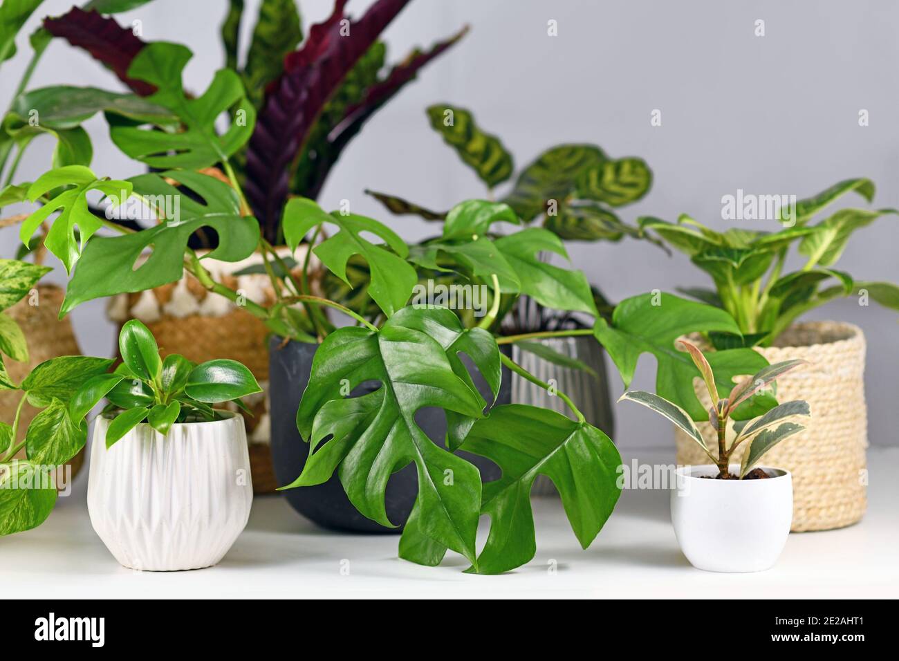 Différentes plantes de maison comme Rhaphidophora, Ficus ou Philodendron dans de belles pots de fleurs sur le bureau blanc en face de mur gris Banque D'Images