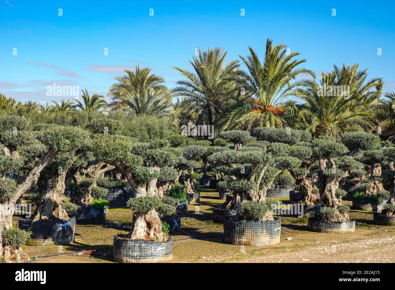 Pépinière pour la culture d'oliviers dans une vaste zone agricole plate, centre de jardin près d'Elche, Costa Blanca, Espagne Banque D'Images