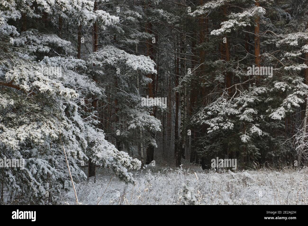 Forêt d'hiver. Peuplement d'arbres enneigés. PIN dans la neige. Banque D'Images