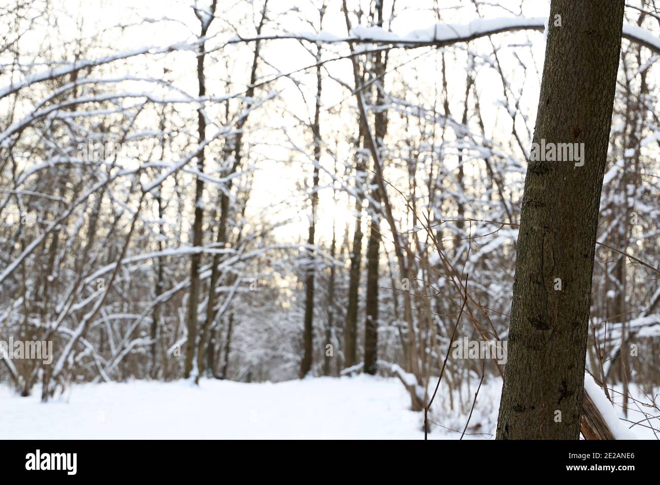 Forêt d'hiver, arbres couverts de neige au soleil. La nature après les chutes de neige, temps froid Banque D'Images