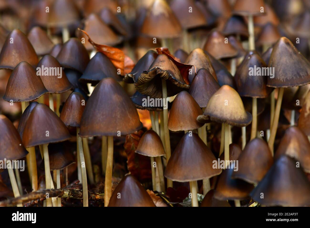 Groupe de champignons sauvages Psathyrella spadiceogrisea fructification en automne. Autriche, Europe Banque D'Images