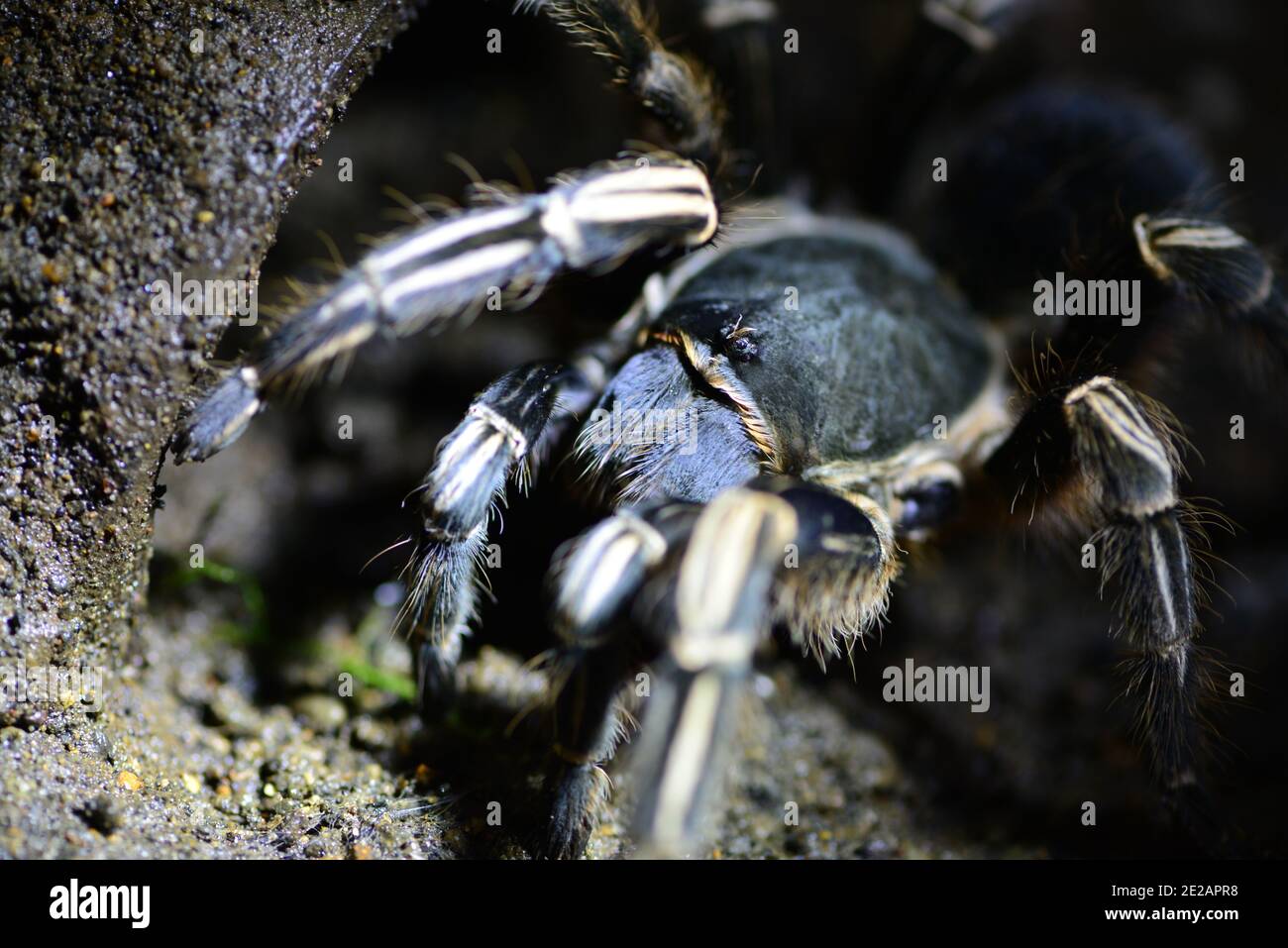 Tarantula zébrée du Costa Rica également connu sous le nom de tarantula à genou rayé (Aphonopelma paratanni) Banque D'Images