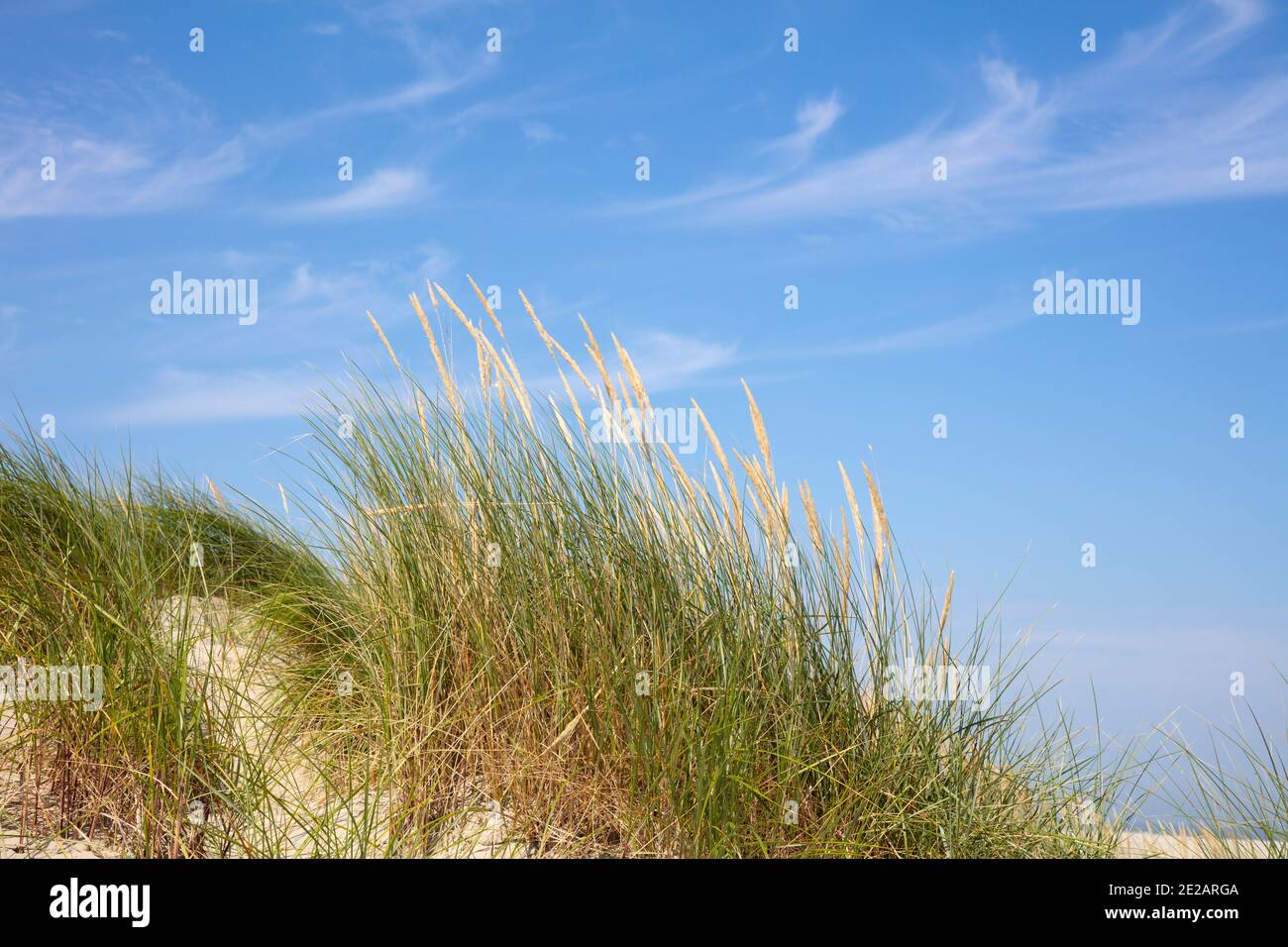 Strandgras im Nationalpark, UNESCO-Weltnaturarbe Wattenmeer, Borkum, Ostfriesische Insel, Niedersachsen, Deutschland, Europa Banque D'Images