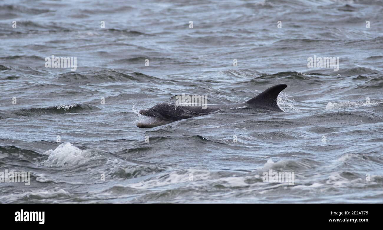 Les grands dauphins (Tursiops troncats) se régalent sur le saumon sauvage de l'Atlantique dans le Firth Moray dans les Highlands écossais. Banque D'Images