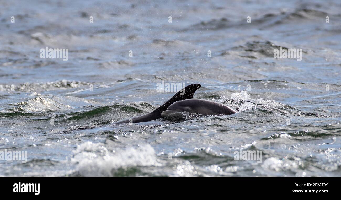 Dauphins à bottlenose de la mère et du veau (Tursiops troncats) du Firth Moray dans les Highlands écossais. Banque D'Images