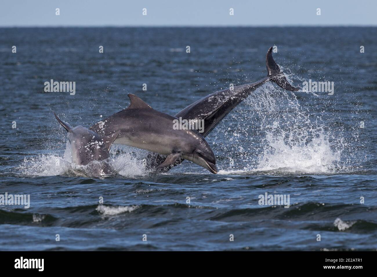La braconnage des dauphins à la bottlenose (Tursiops troncats) dans les eaux du Firth Moray dans les Highlands écossais. Banque D'Images