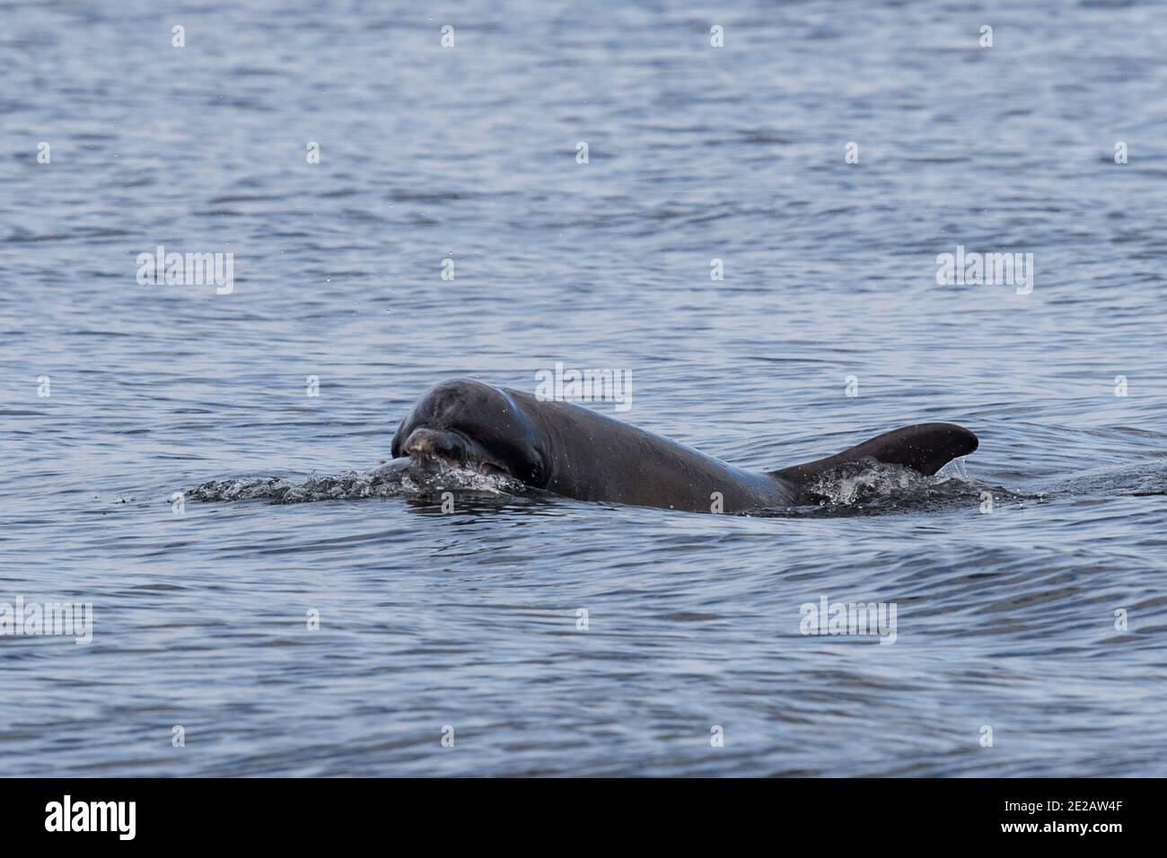 Les grands dauphins (Tursiops troncats) se régalent sur le saumon sauvage de l'Atlantique dans le Firth Moray dans les Highlands écossais. Banque D'Images