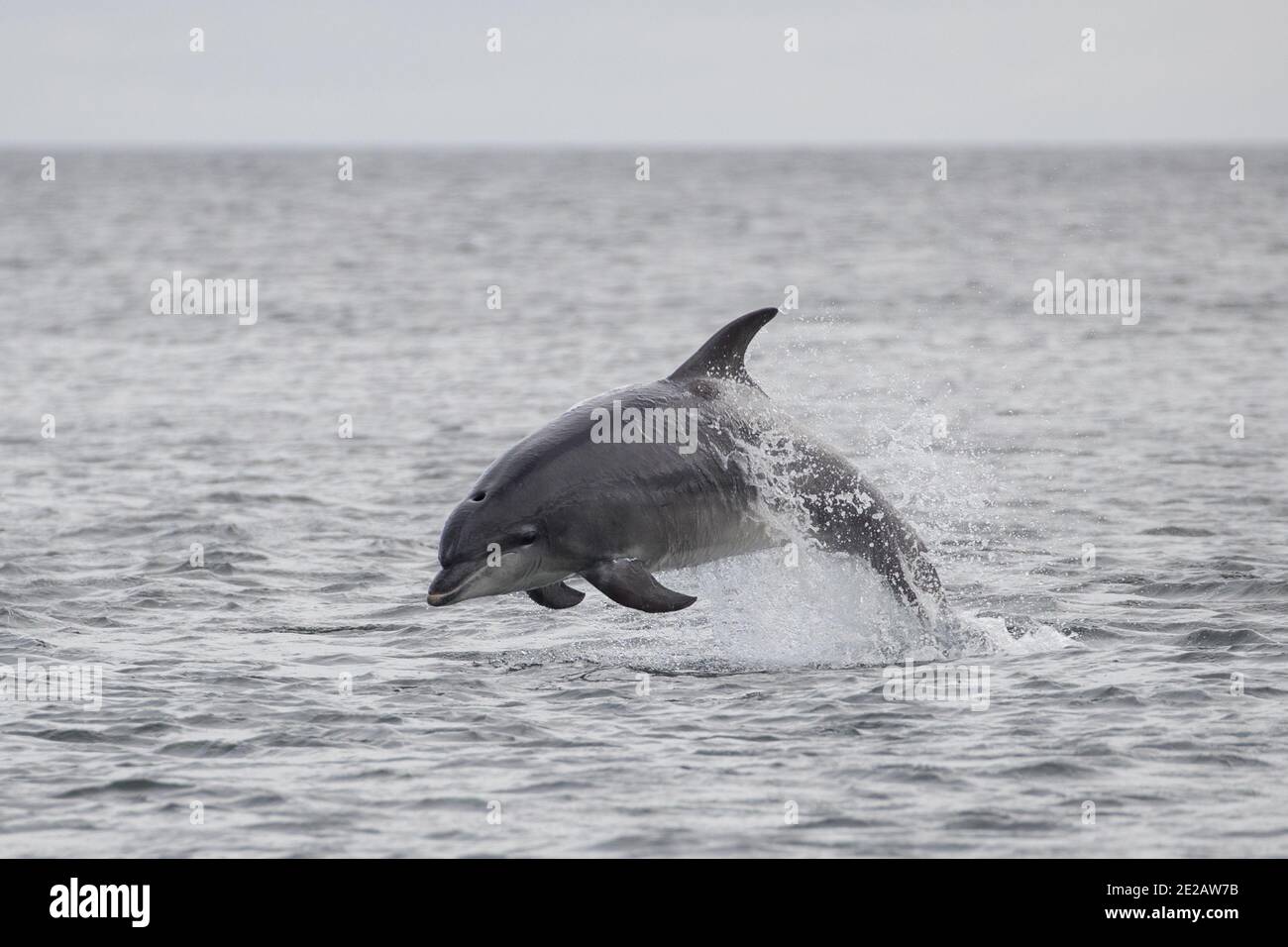 La braconnage des dauphins à la bottlenose (Tursiops troncats) dans les eaux du Firth Moray dans les Highlands écossais. Banque D'Images