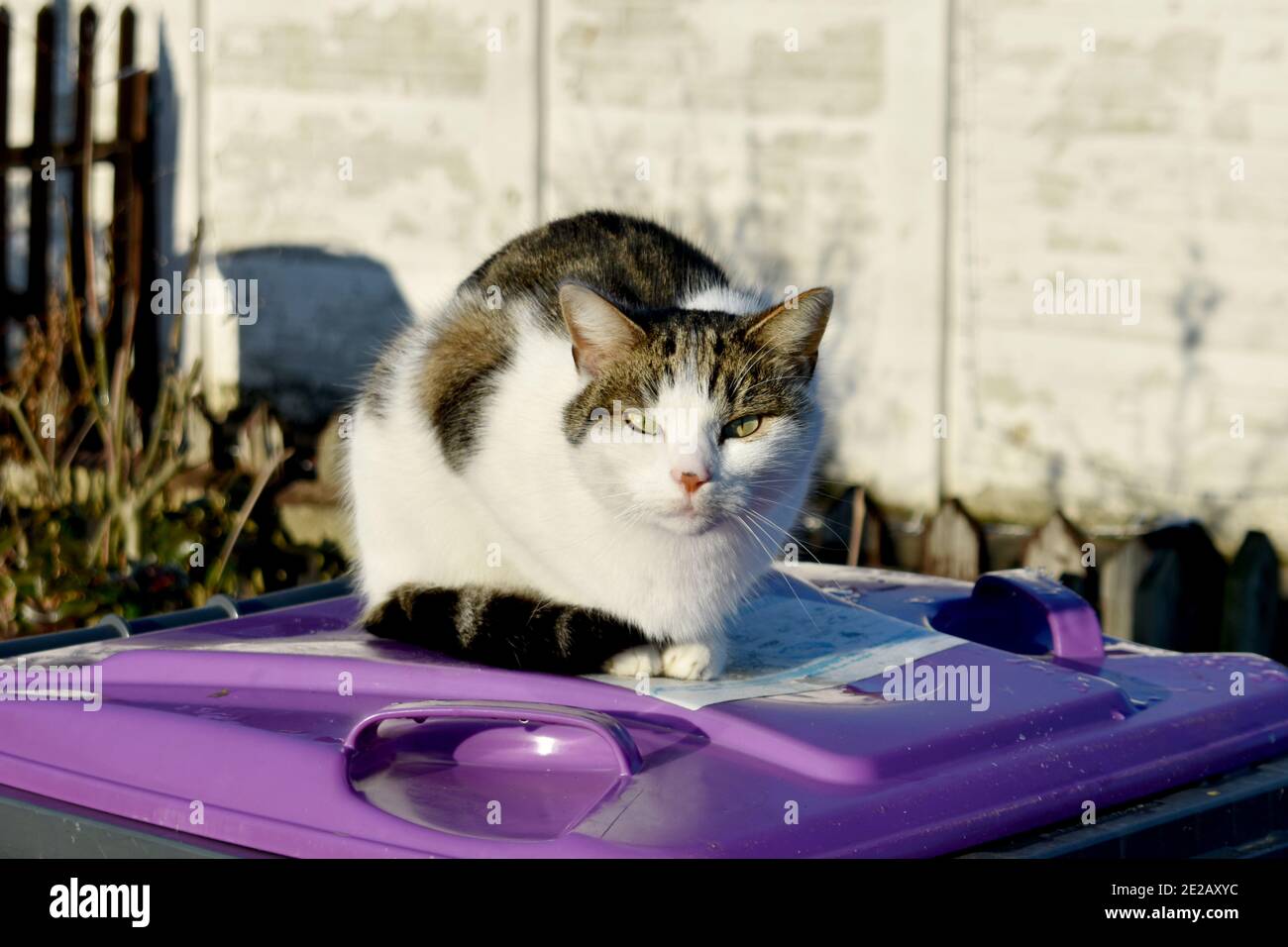 Tortoiseshell Cats Banque D Image Et Photos Alamy Tortoiseshell Cats Banque D Image Et Photos Alamy