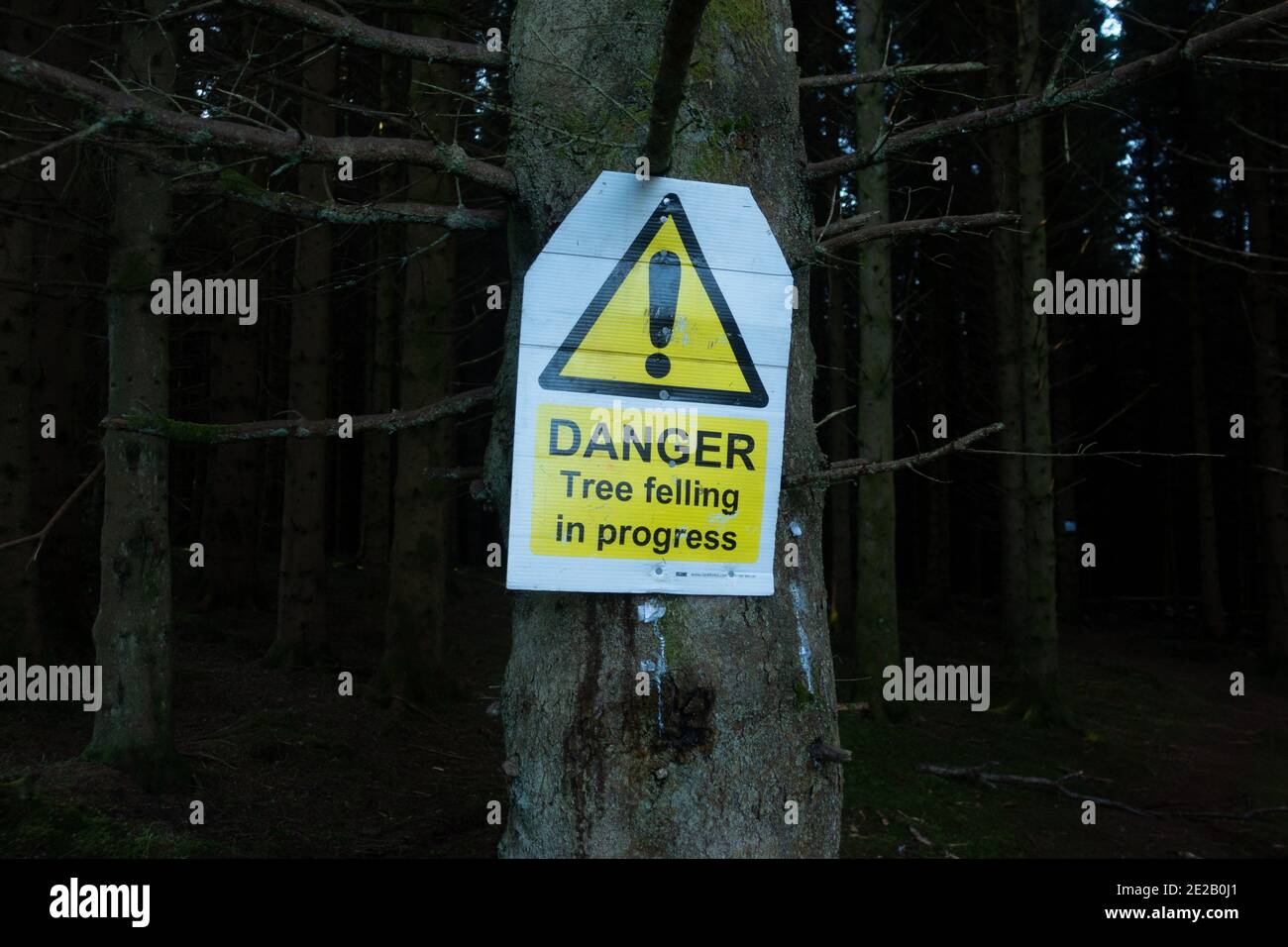 Panneau d'avertissement danger d'abattage d'arbre en cours - Écosse, Royaume-Uni Banque D'Images