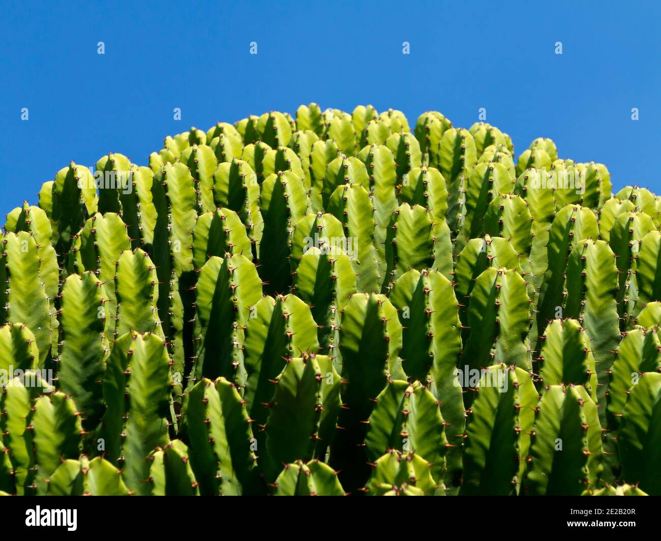 Vue rapprochée de l'usine de cactus qui pousse dans un jardin subtropical. Banque D'Images