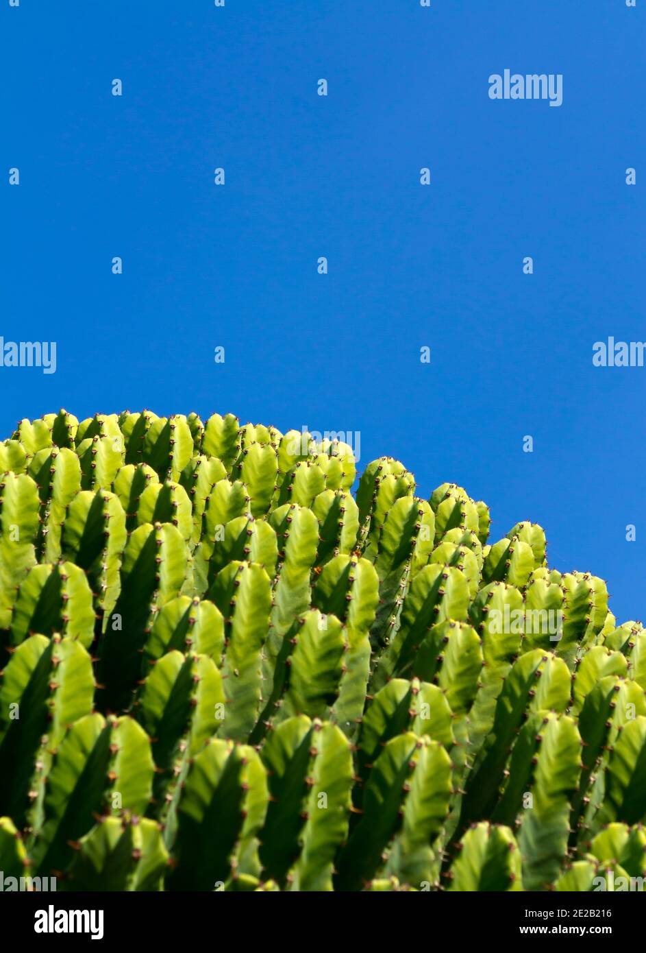 Vue rapprochée de l'usine de cactus qui pousse dans un jardin subtropical. Banque D'Images
