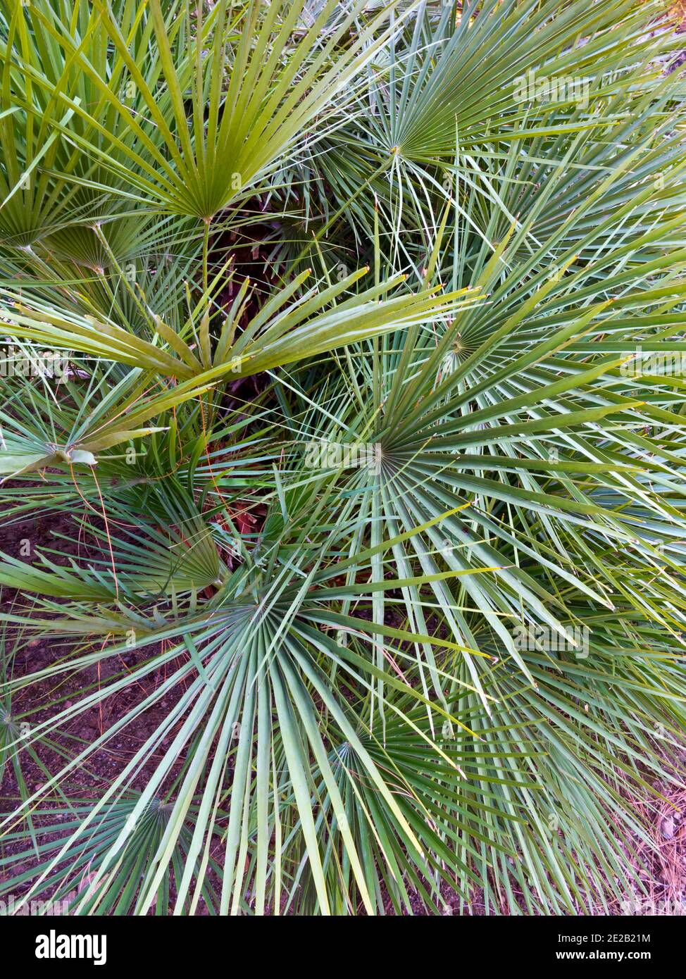 Vue rapprochée de l'usine de cactus qui pousse dans un jardin subtropical. Banque D'Images