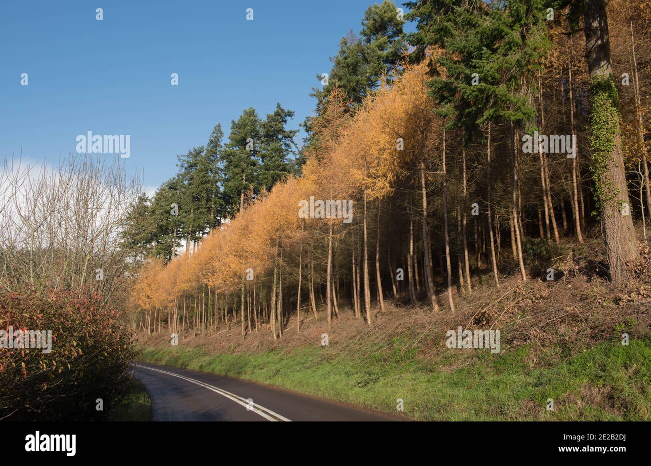 Couleur d'automne sur les laques européennes à feuilles caduques (Larix decidua) dans une forêt de Douglas à côté d'une route de campagne dans le Devon rural, Angleterre, Royaume-Uni Banque D'Images