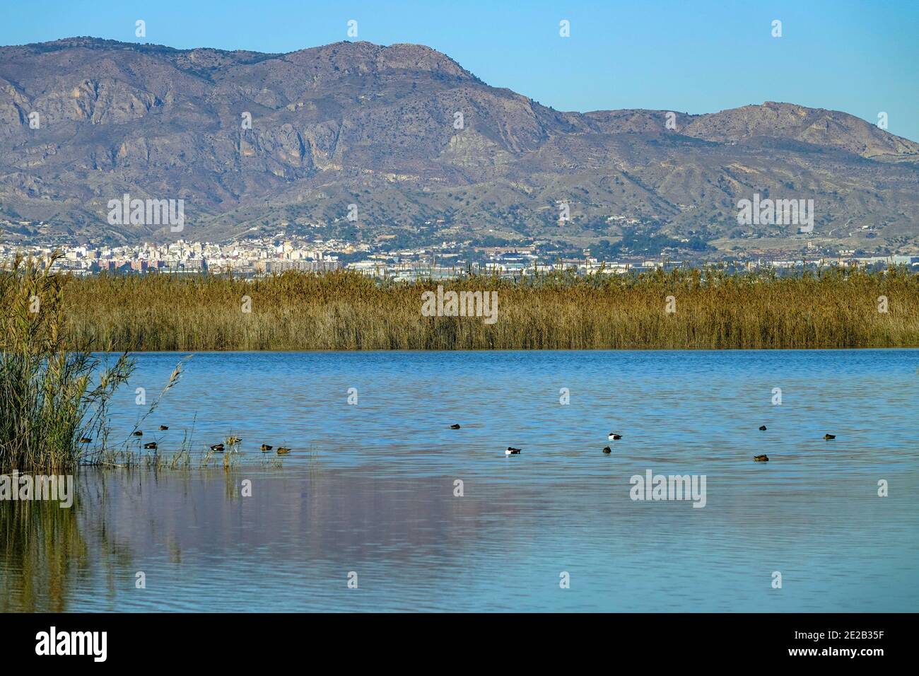 El Hondo de Elche, Réserve naturelle des lacs et oiseaux du Fondo de Elche, Costa Blanca, Espagne Banque D'Images