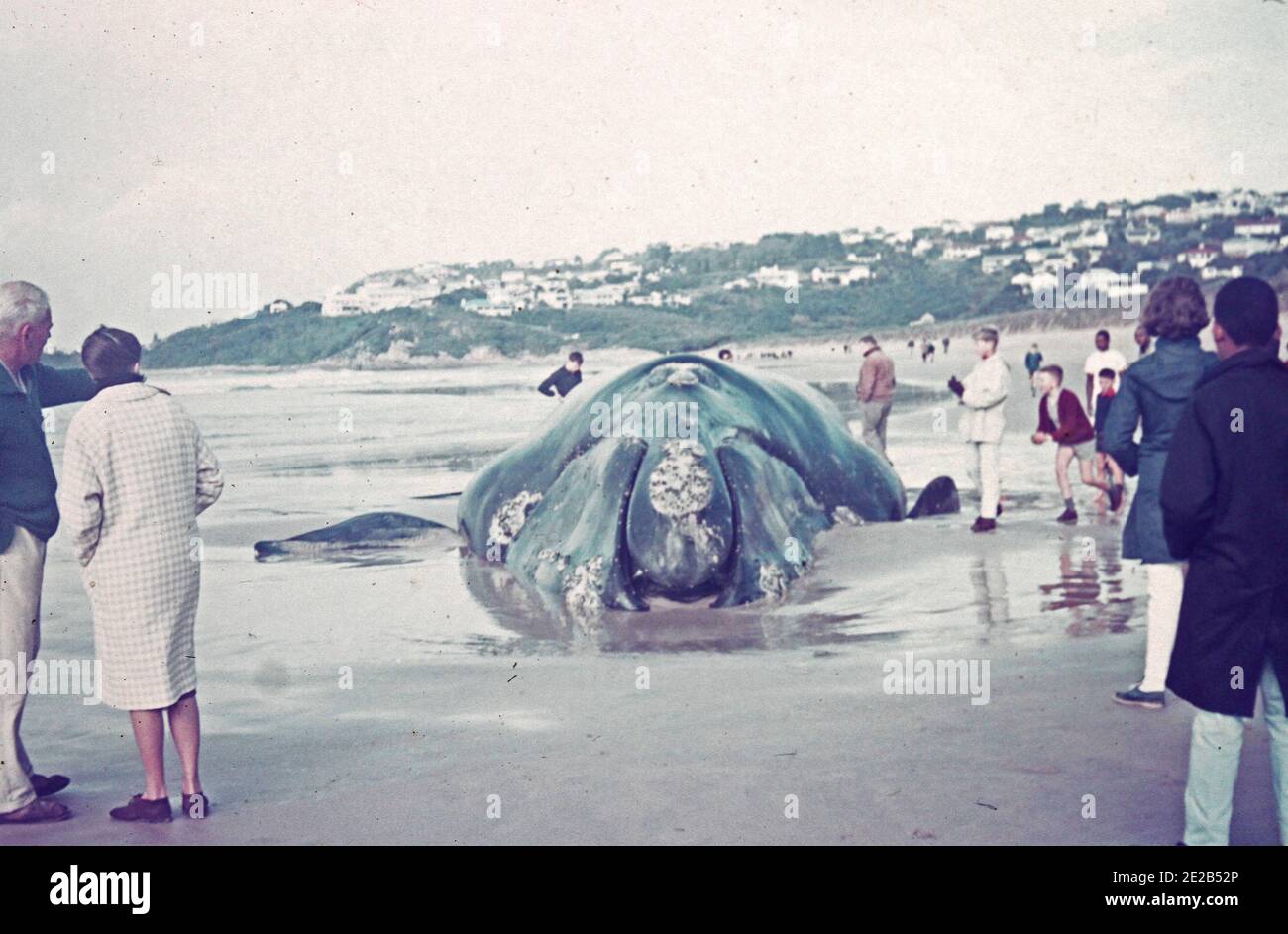 Une baleine s'est lavée sur la plage en Afrique du Sud, vers 1960 Banque D'Images