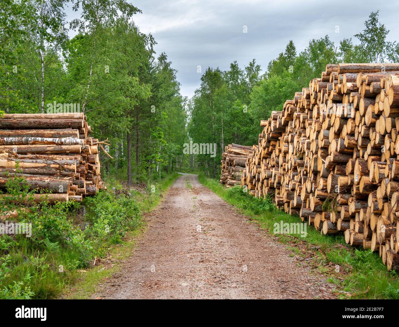 Une rangée de bancs en bois assis sur le dessus d'un champ de saleté Banque D'Images
