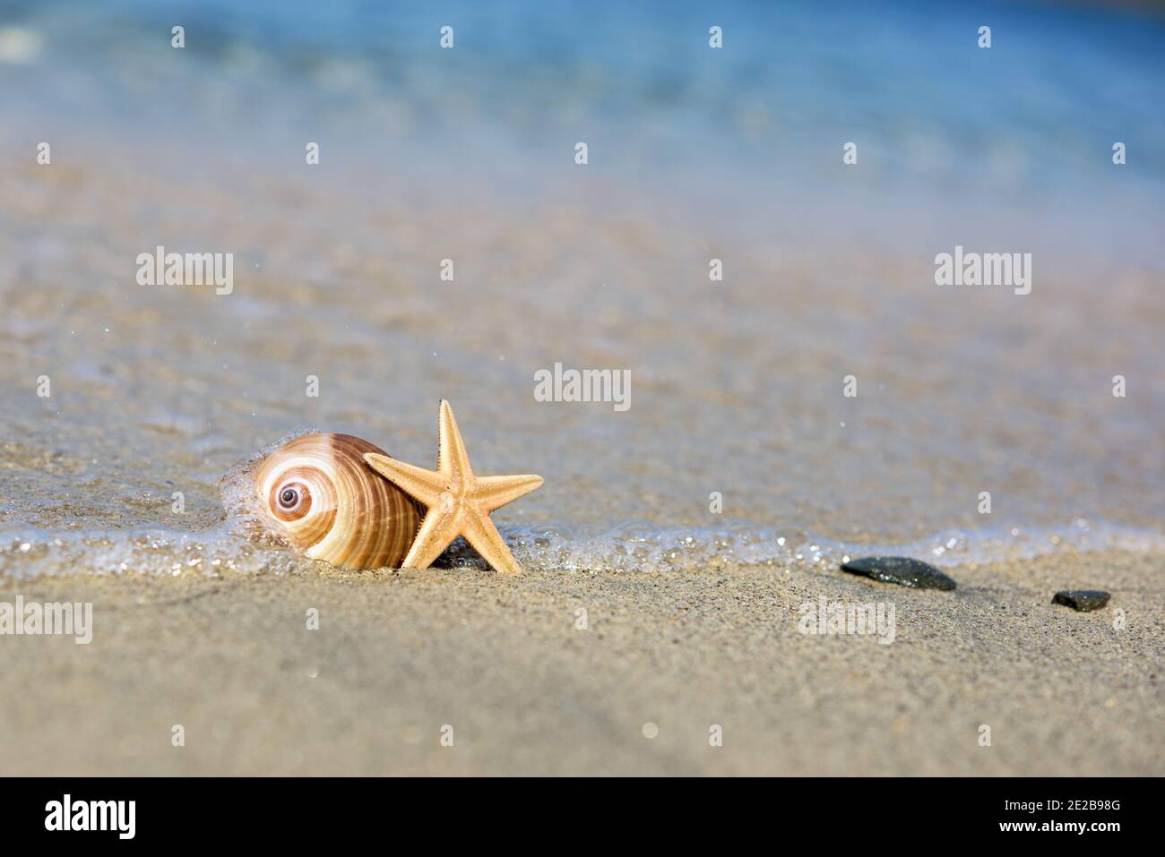 Starfish et Shell sur la plage Banque D'Images
