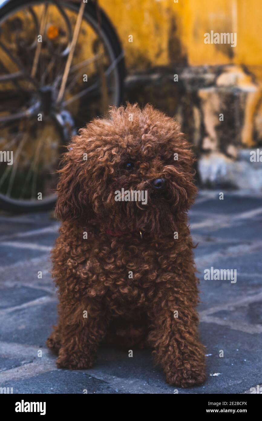 Chien à Hoi an, Vietnam Banque D'Images