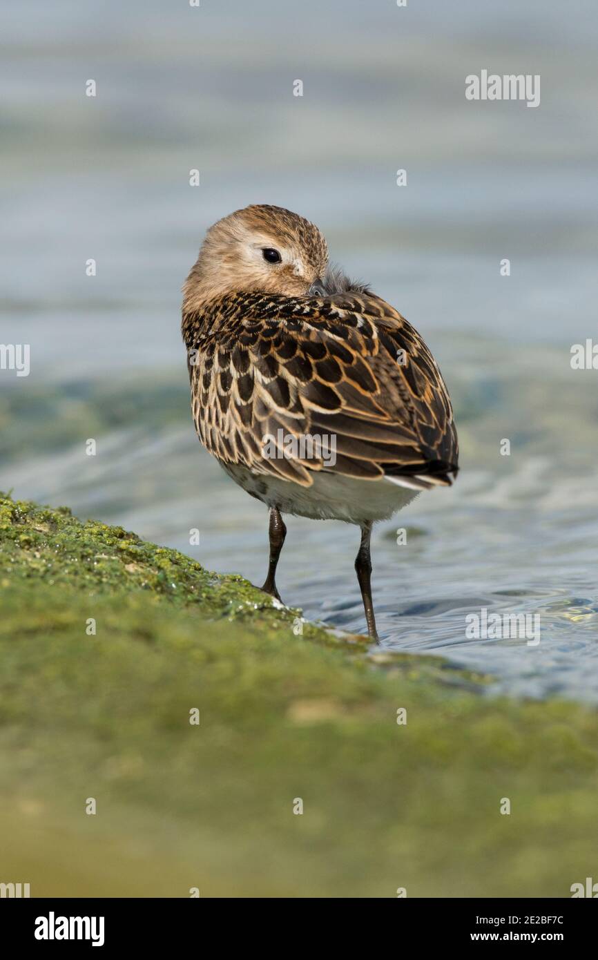 Jeune Dunlin, Calidris alpina, dormant au bord du réservoir de Farmoor, Oxfordshire, 13 août 2019. Banque D'Images