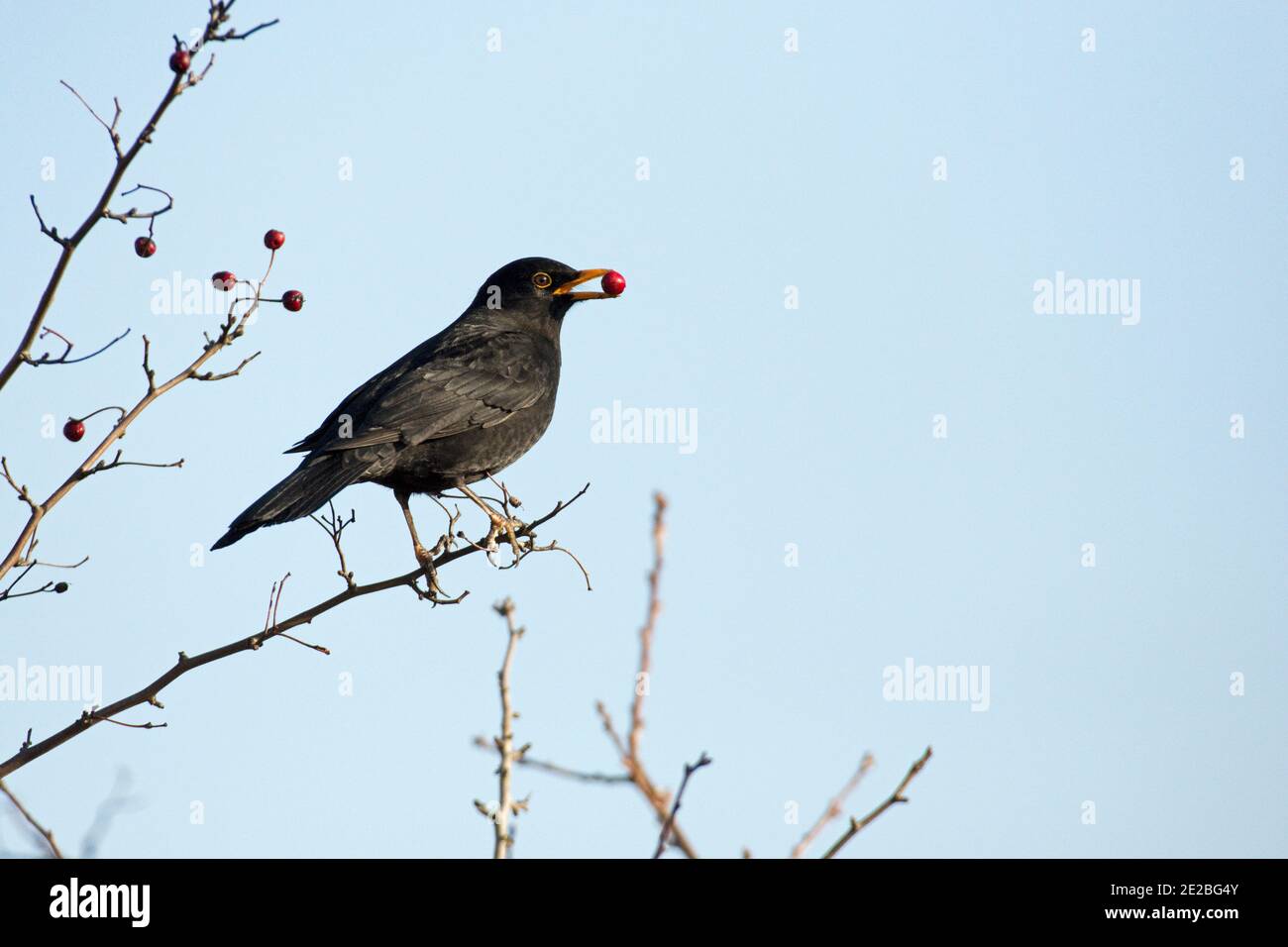 Mâle Blackbird, Turdus merula, prenant Hawthorn, Crataegus monogyna, baies dans un buisson de hedgerow, réserve Otmoor de RSPB, Oxfordshire, 30 novembre 2019 Banque D'Images