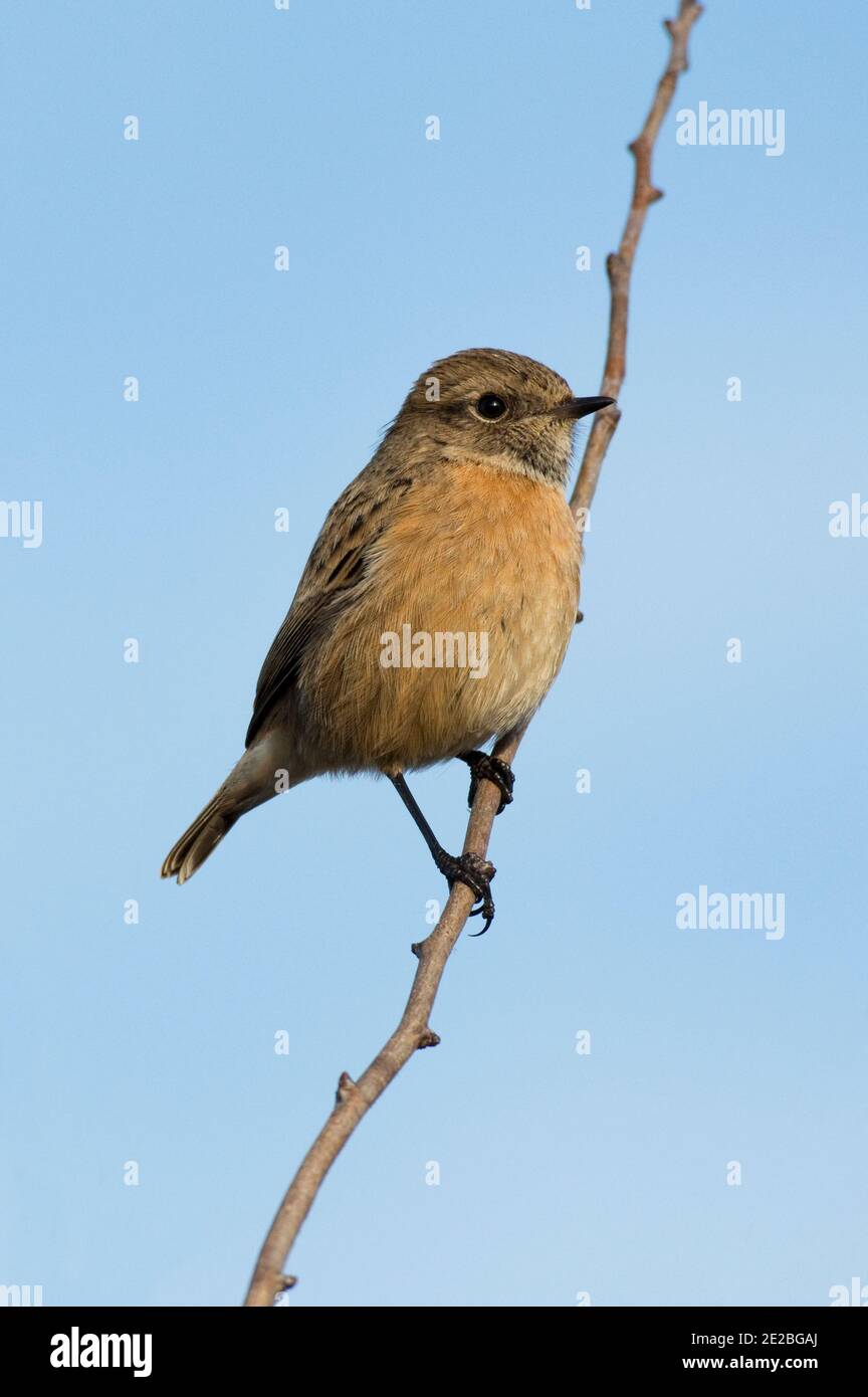 Femme Stonechat, Saxicola rubicola, perchée dans la brousse de la réserve Otmoor du RSPB, Oxfordshire, 21 décembre 2019. Banque D'Images