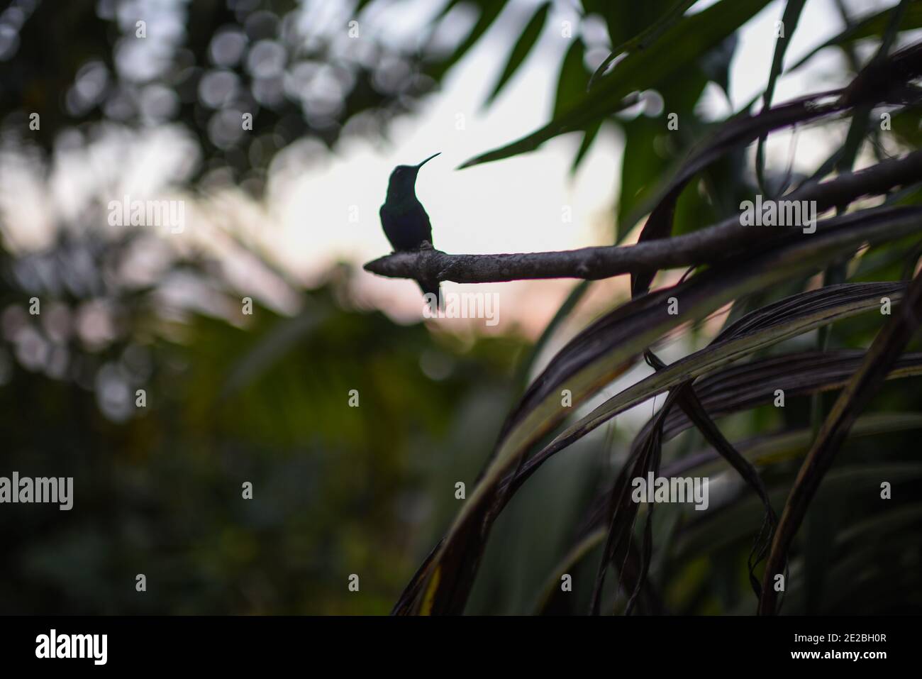 Colibri perché sur une branche d'arbre dans la Sierra Nevada de Santa Marta, Colombie Banque D'Images