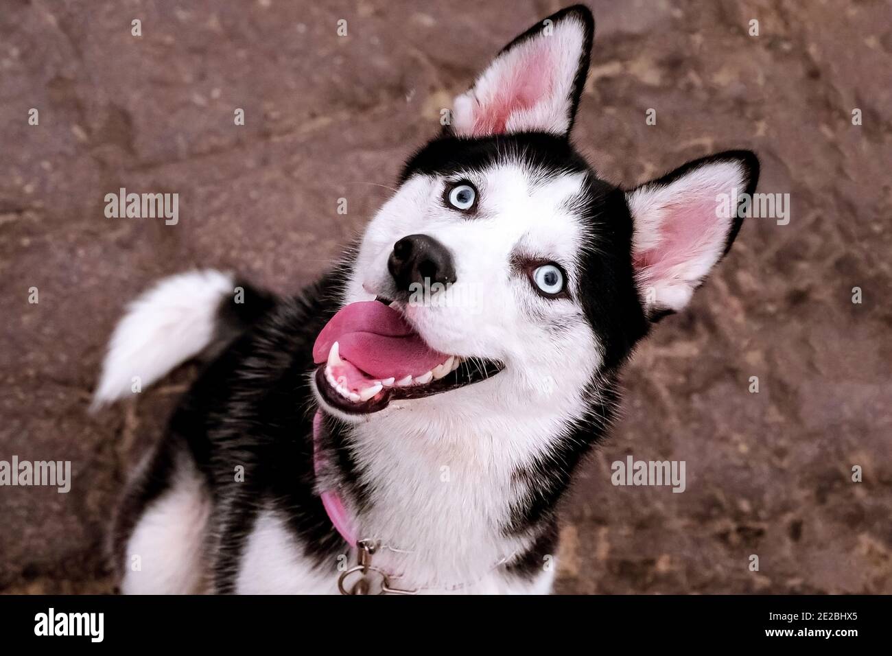 portrait d'un chien, husky assis sur la chaussée Banque D'Images portrait d'un chien, husky assis sur la chaussée Banque D'Images