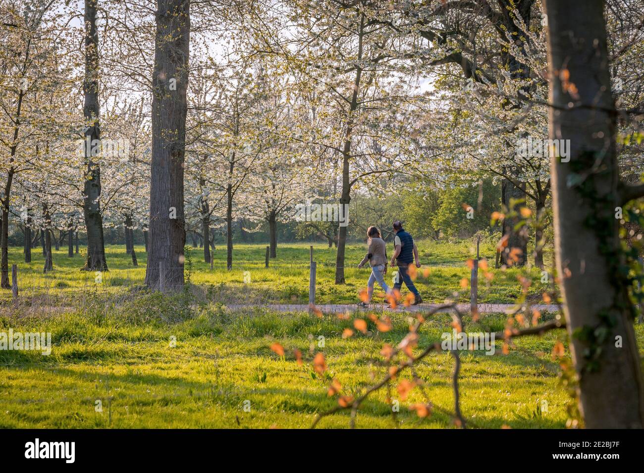 Couple marchant dans le verger avec des arbres fruitiers en fleur au printemps, Gelderland, pays-Bas Banque D'Images