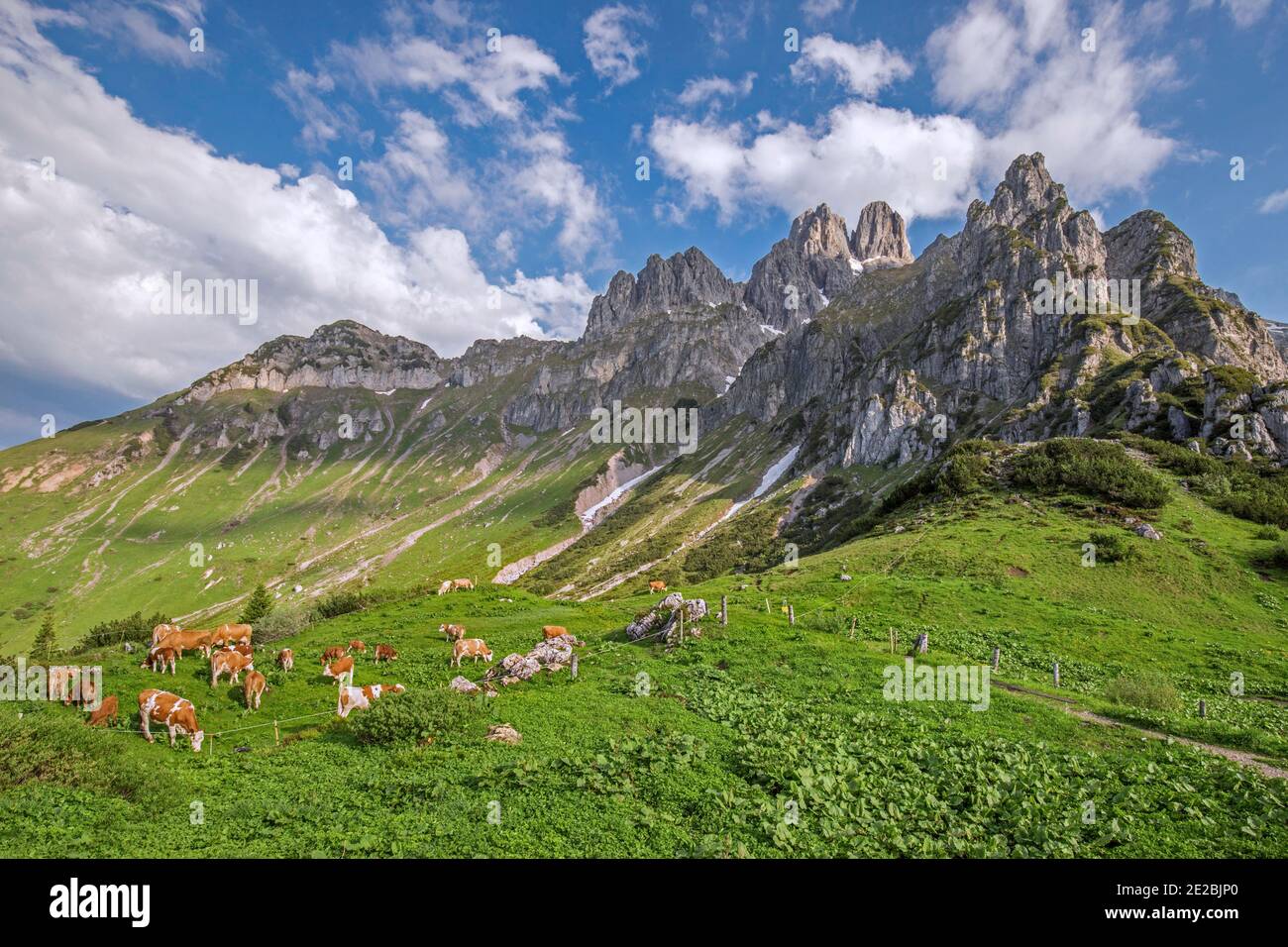 Vaches alpines et montagne Große Bischofsmütze / Bischofsmuetze, chaîne de Gosaukamm, montagnes de Dachstein, haute-Styrie / Steiermark, Autriche Banque D'Images