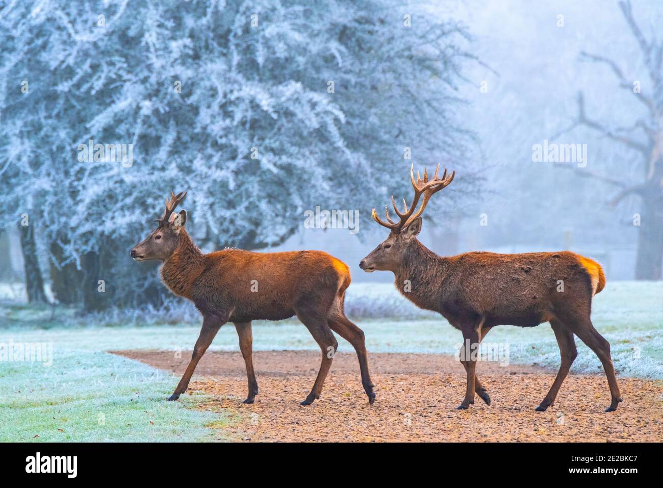 Deux cales Red Deer Banque D'Images