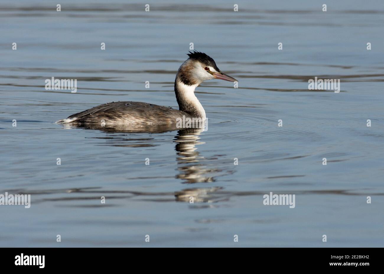 Hiver plumed Grand Grebe à crête, Podiceps cristatus, réservoir de Farmoor, Oxfordshire, 12 novembre 2020. Banque D'Images