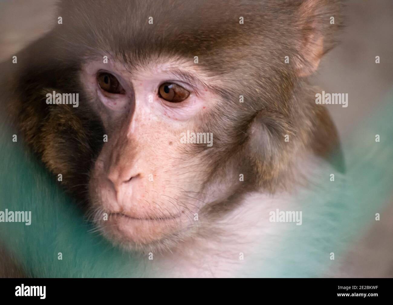 Sad Monkey regardant à l'extérieur de la fenêtre. Banque D'Images