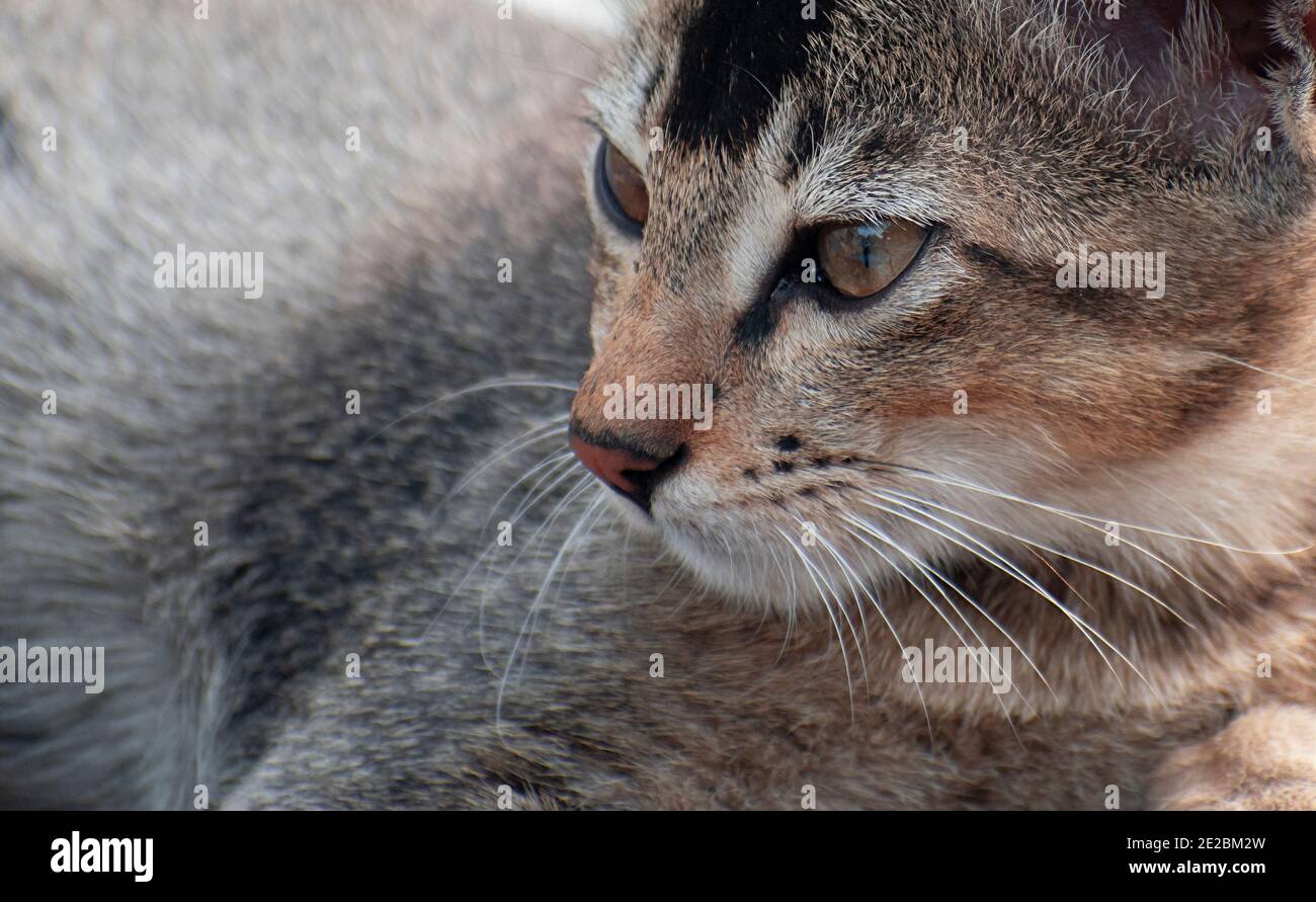 Un chaton est un chat juvénile. Après leur naissance, les chatons présentent une altricité primaire et sont totalement dépendants de leur mère pour la survie. Banque D'Images