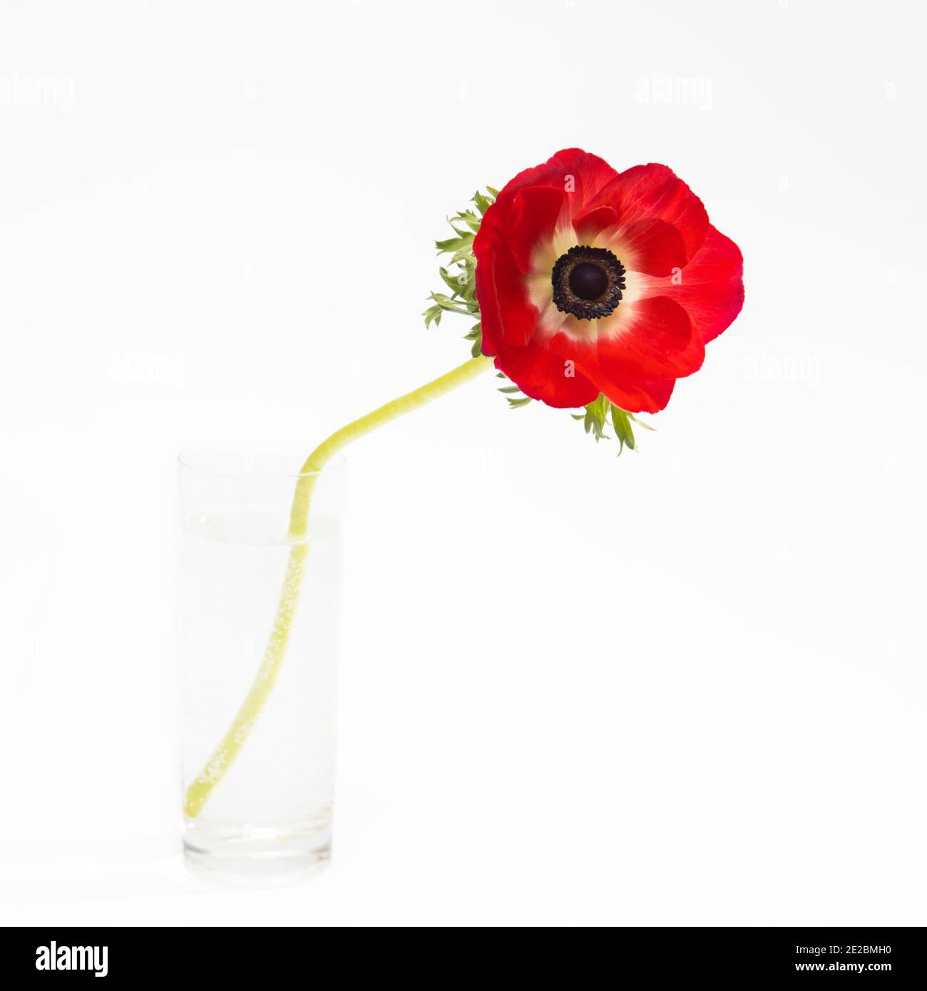 Fleurs rouges d'anémone dans la bouteille en verre sur fond blanc. Espace de copie Banque D'Images