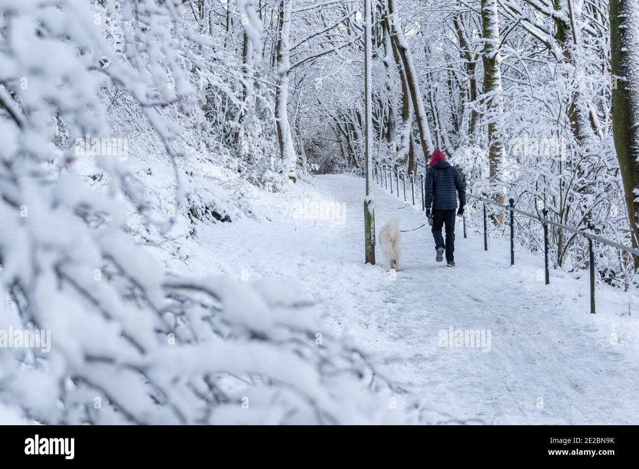 Homme marchant chien dans la neige Banque D'Images