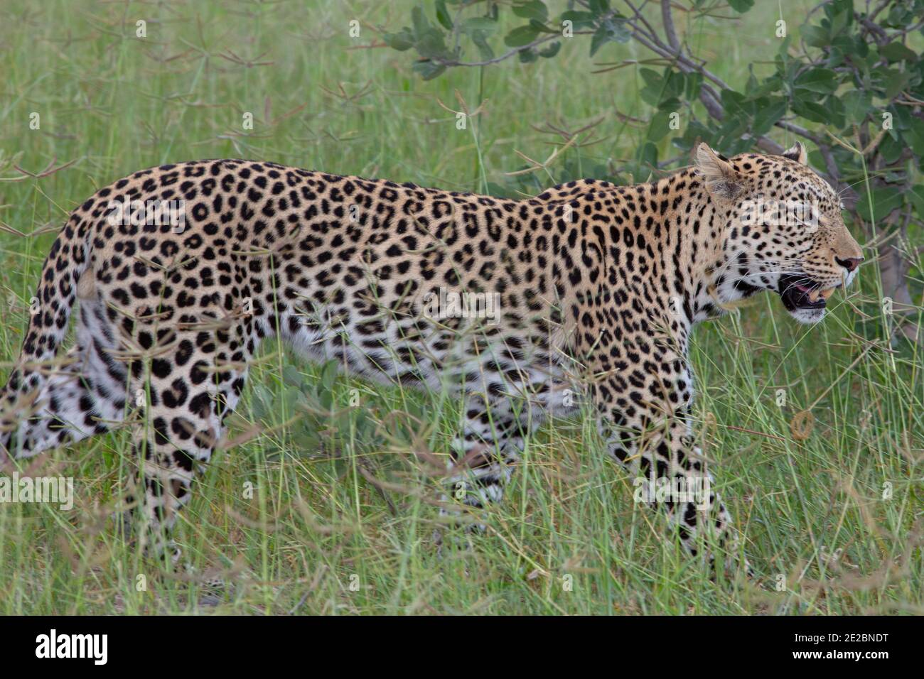 Léopard (Panthera pardus). Animal unique, en mouvement, marchant avec confiance, à travers les prairies d'ensemencement, savane. Banque D'Images