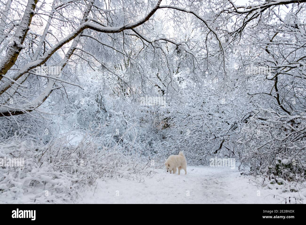 Chien Samoyed dans la neige Banque D'Images