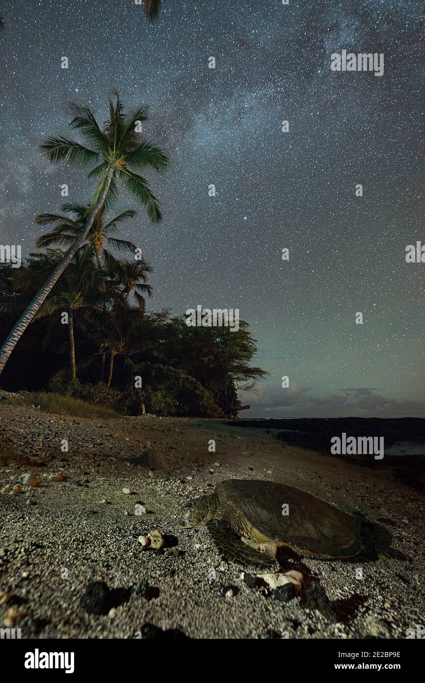 Une tortue de mer verte hawaïenne ou un Hau, Chelonia mydas, repose sur la plage de Puako, Hawaii, États-Unis, alors que les étoiles de la voie lactée remplissent le ciel nocturne Banque D'Images